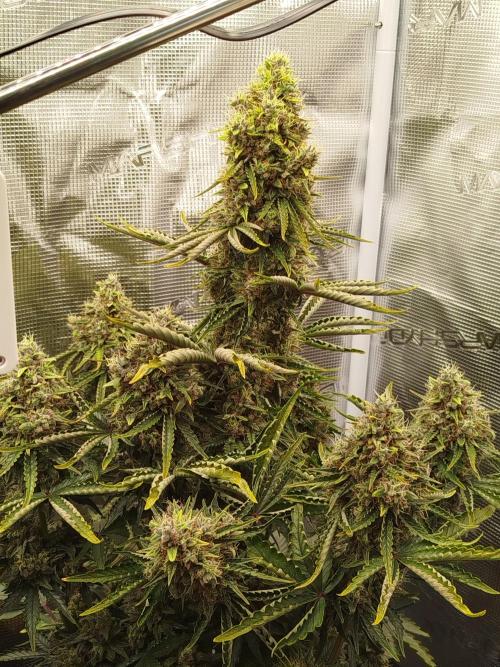 CBD Crack Auto & Blueberry Auto. Week 8