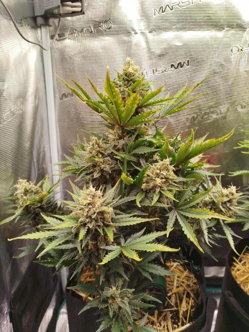 CBD Crack Auto & Blueberry Auto. Week 8