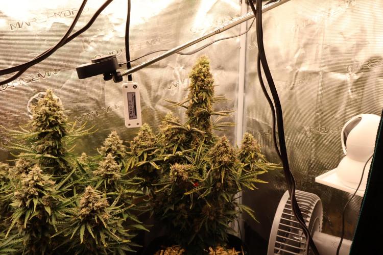 CBD Crack Auto & Blueberry Auto. Week 9