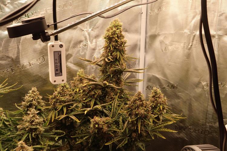 CBD Crack Auto & Blueberry Auto. Week 9