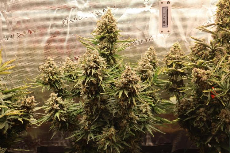 CBD Crack Auto & Blueberry Auto. Week 9