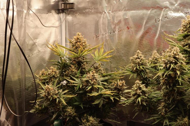 CBD Crack Auto & Blueberry Auto. Week 9