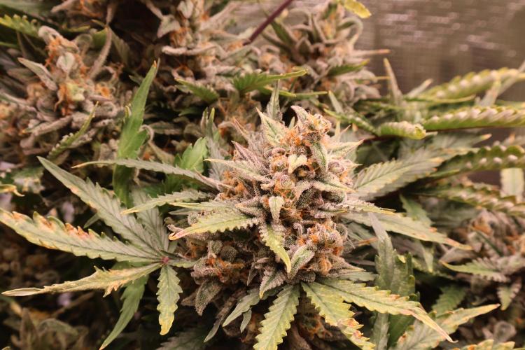 CBD Crack Auto & Blueberry Auto. Week 9