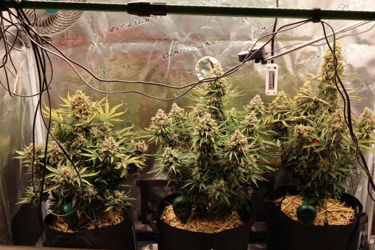 CBD Crack Auto & Blueberry Auto. Week 9