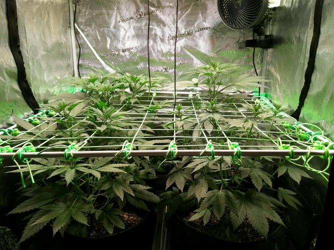 2nd German Grow. Week 1