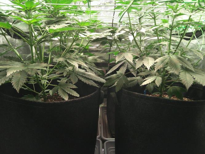 2nd German Grow. Week 1