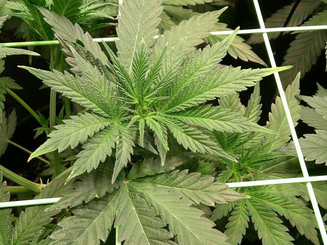 2nd German Grow. Week 1