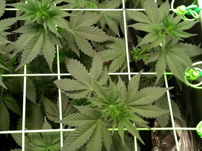 2nd German Grow. Week 1