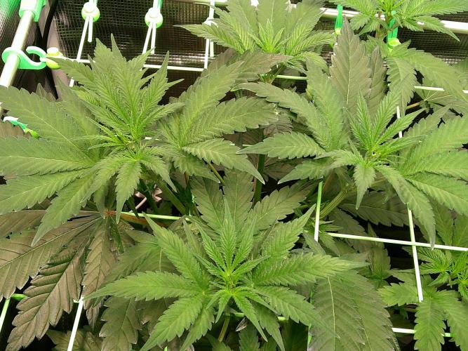 2nd German Grow. Week 1