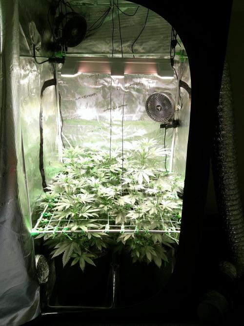 2nd German Grow. Week 2