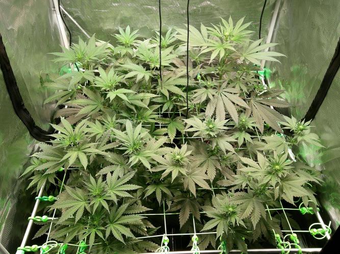 2nd German Grow. Week 2