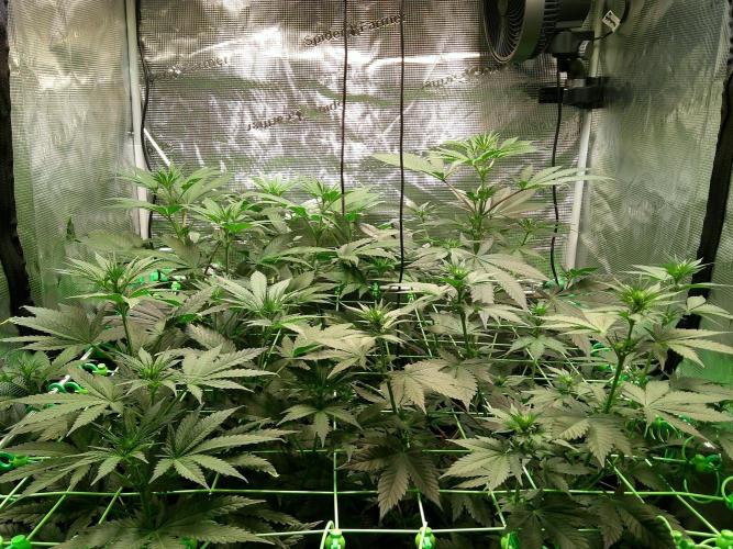 2nd German Grow. Week 2