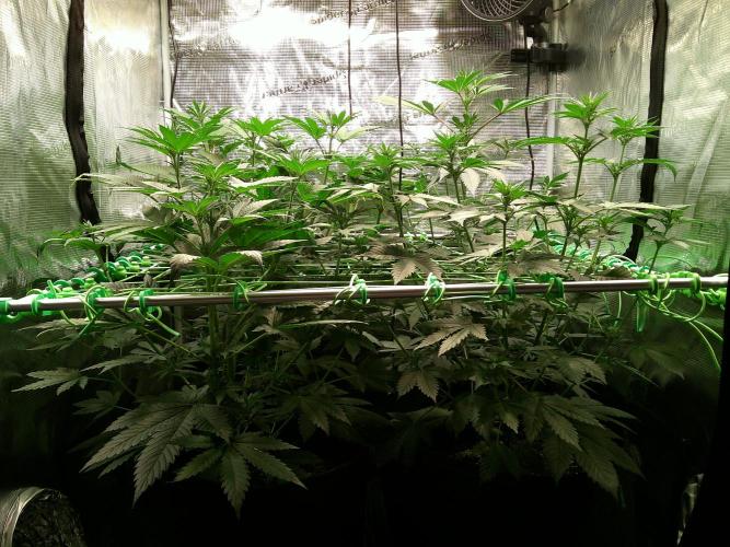 2nd German Grow. Week 2