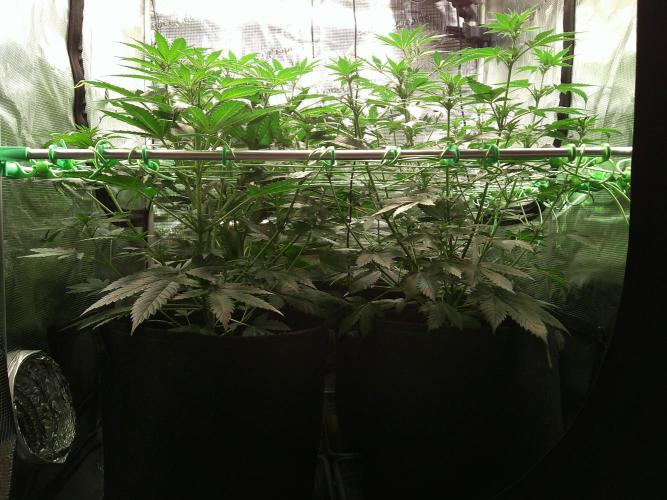 2nd German Grow. Week 2