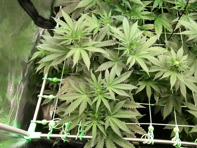 2nd German Grow. Week 2