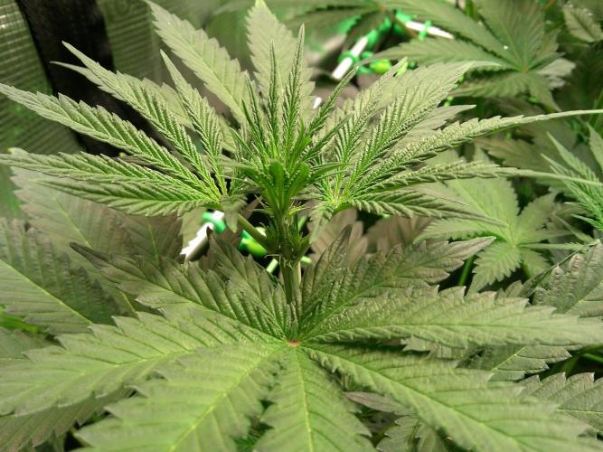 2nd German Grow. Week 2