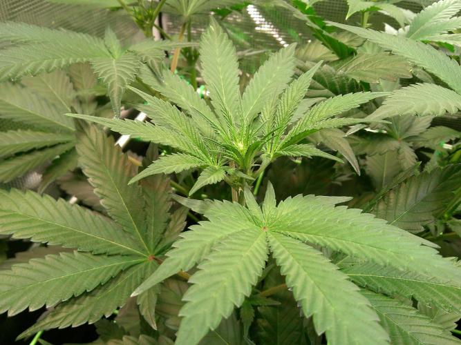 2nd German Grow. Week 2