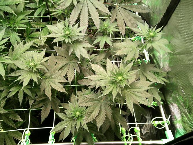 2nd German Grow. Week 2