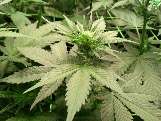 2nd German Grow. Week 2