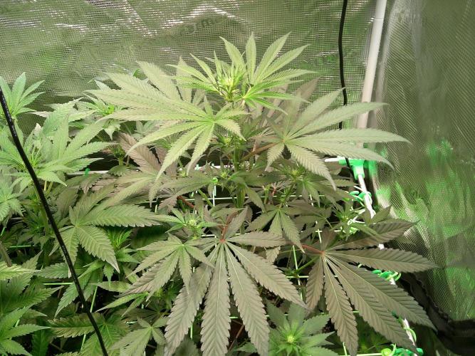 2nd German Grow. Week 2