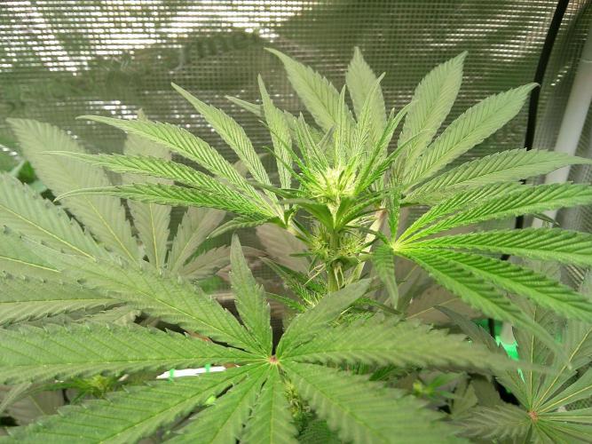 2nd German Grow. Week 2