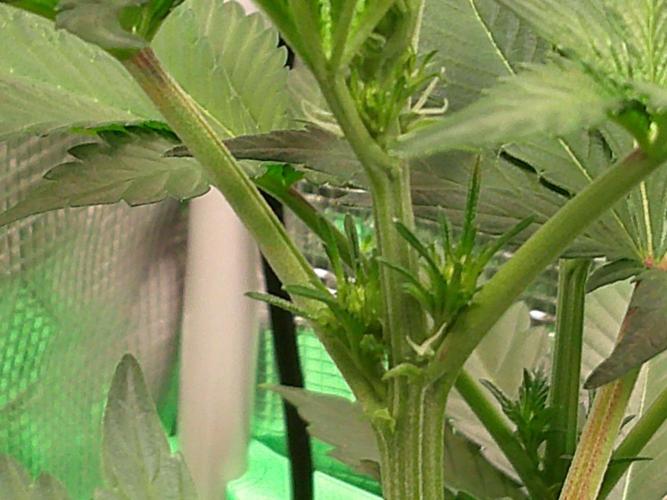 2nd German Grow. Week 2