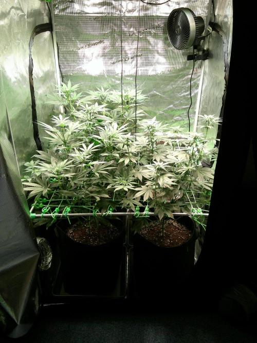 2nd German Grow. Week 3