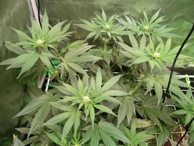 2nd German Grow. Week 3