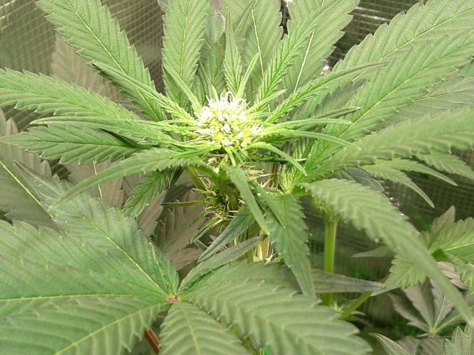 2nd German Grow. Week 3