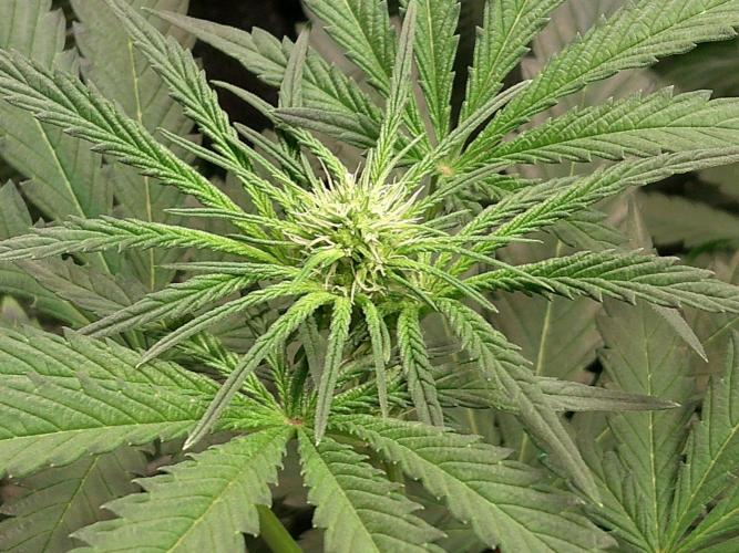 2nd German Grow. Week 3