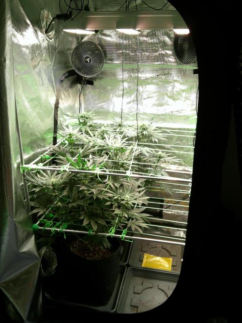 2nd German Grow. Week 4