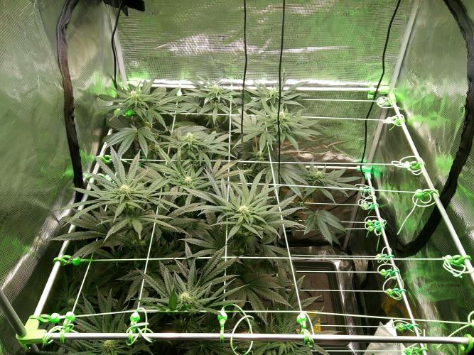 2nd German Grow. Week 4