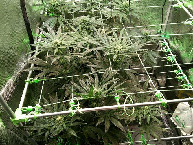 2nd German Grow. Week 4