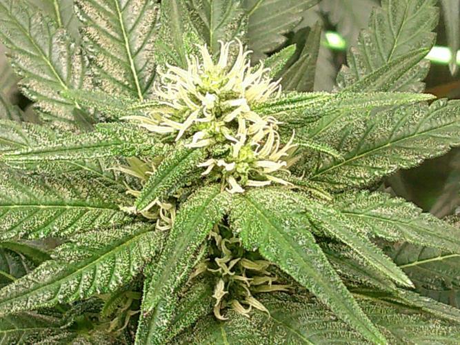 2nd German Grow. Week 4