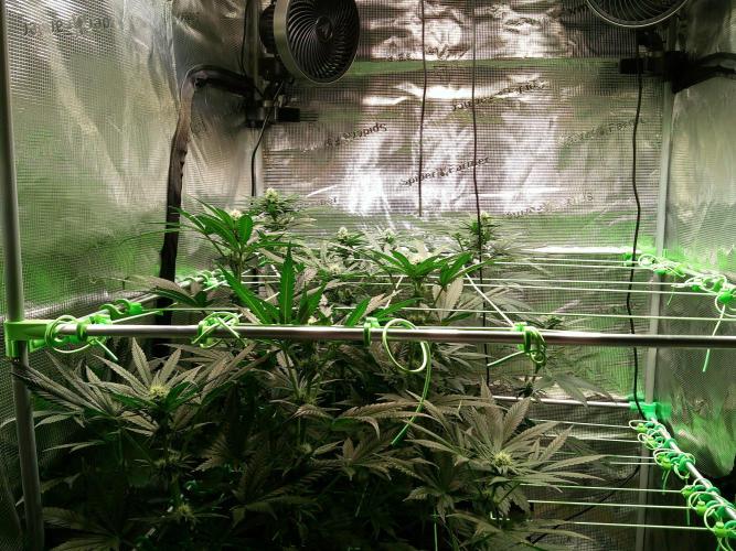 2nd German Grow. Week 4