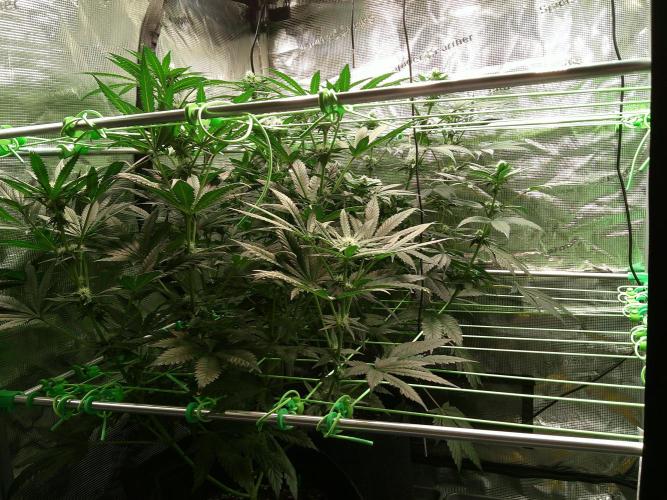 2nd German Grow. Week 4