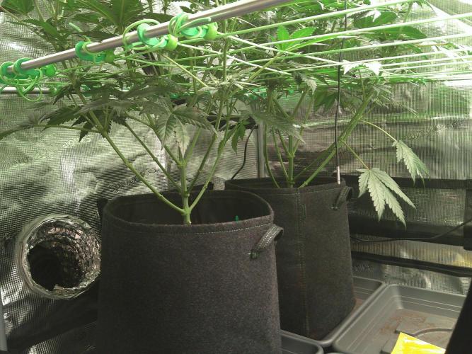 2nd German Grow. Week 4