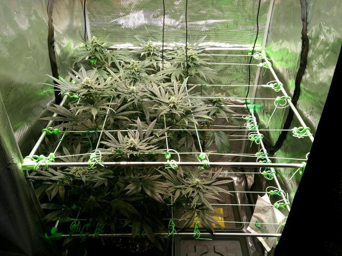 2nd German Grow. Week 5