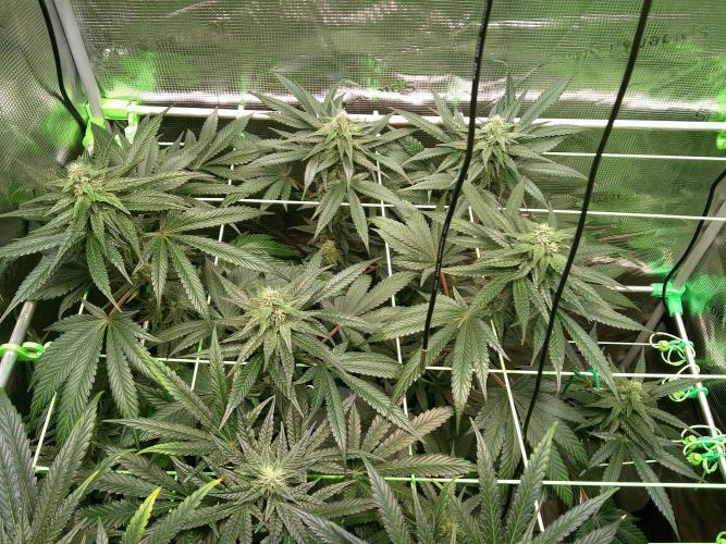 2nd German Grow. Week 5