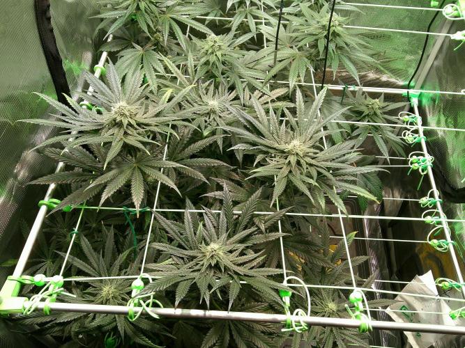 2nd German Grow. Week 5