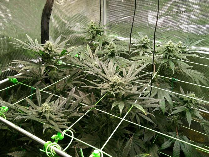 2nd German Grow. Week 5