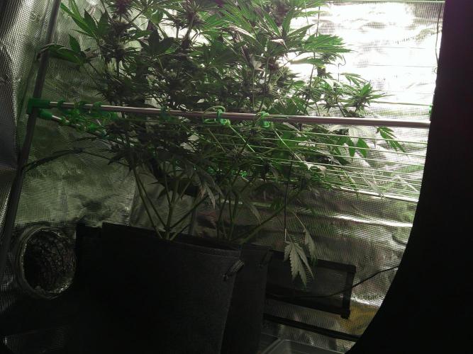 2nd German Grow. Week 5