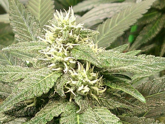 2nd German Grow. Week 5