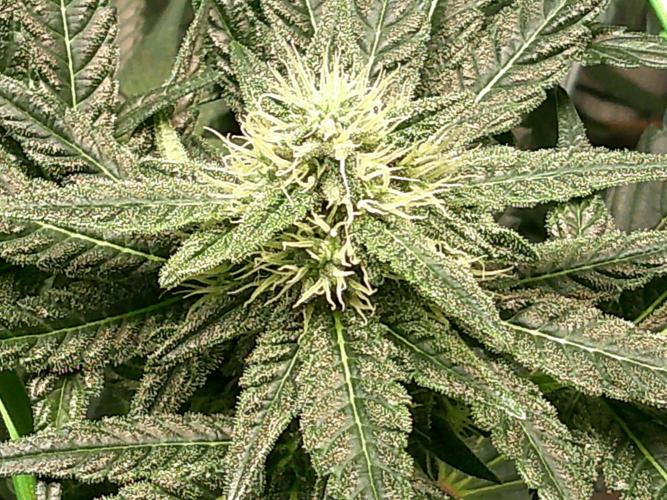 2nd German Grow. Week 5