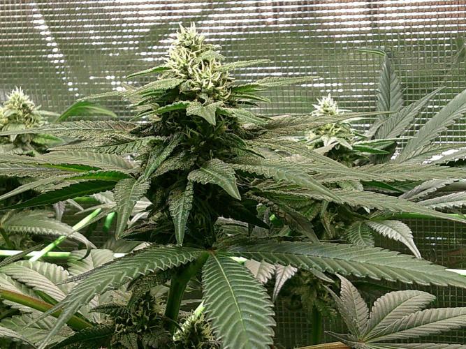 2nd German Grow. Week 5