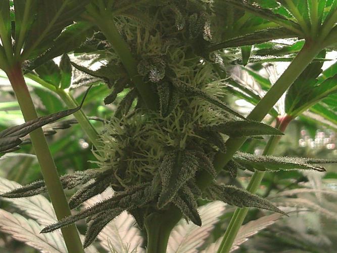 2nd German Grow. Week 5