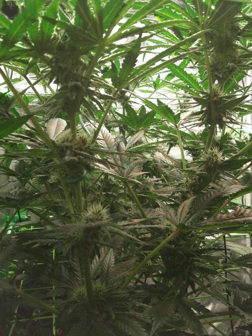 2nd German Grow. Week 5