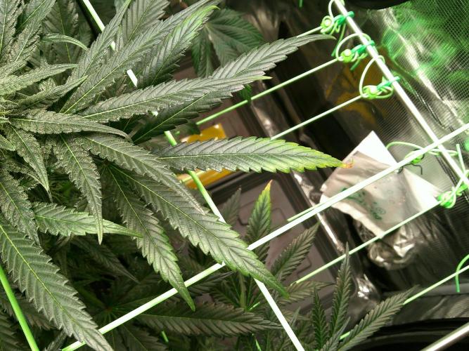 2nd German Grow. Week 5