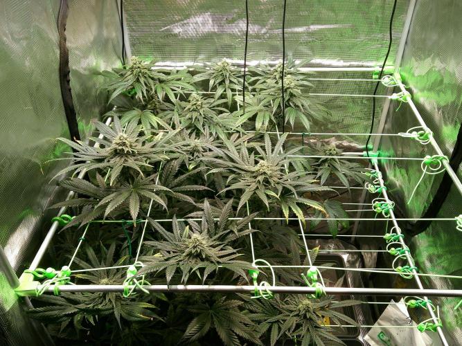 2nd German Grow. Week 6