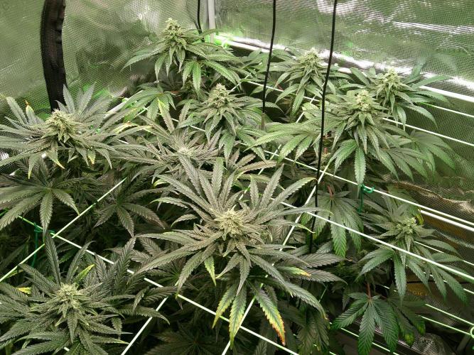 2nd German Grow. Week 6